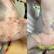 美公园枪击7人受伤,长沙7岁女童公园游玩时被蚊虫“盯上”，长了满腿的丘疹性荨麻疹, 你怎么看？
