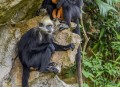 白头叶猴50米速降,白头叶猴是什么呢？