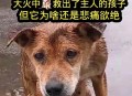 小狗被困宠物店死亡,小狗被困宠物店死亡案例