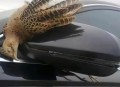 小鸟频撞死在玻璃墙,为什么玻璃幕墙会撞死飞鸟在清晨？
