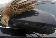 小鸟频撞死在玻璃墙,为什么玻璃幕墙会撞死飞鸟在清晨？