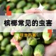 三亚一酒店虫子成群,槟榔虫怎么能防止咬到？