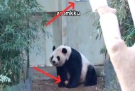 野外大熊猫求偶被拍,熊猫乐乐为啥闻毛巾？