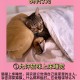 因猫与男友争吵被害,男朋友喜欢猫，而自己不喜欢，该怎么办？