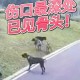 一女童被大型犬咬伤,如何看待南昌一小区女子被两只大型犬咬伤这件事？