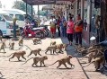 博主在印度被猴抢劫,印度猴子袭击人