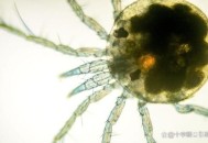 自来水中含活体虫,自来水中含有什么虫