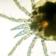 自来水中含活体虫,自来水中含有什么虫