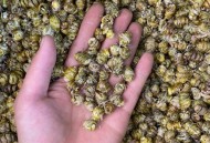 福建不明飞行物,铁皮石斛的化学成分是什么啊？