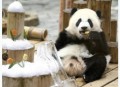 4只旅日大熊猫回国,大熊猫回国后还会送出去吗？