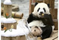 4只旅日大熊猫回国,大熊猫回国后还会送出去吗？
