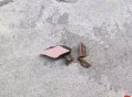 外墙脱落疑砸死女孩,珠海：天降横祸！中年女子被小区外墙脱落瓷砖砸死，物业被判赔偿89万, 你怎么看？
