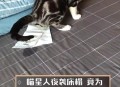 制止乱喊乱叫遭群殴,小猫坐立不安乱喊乱叫钻被子？