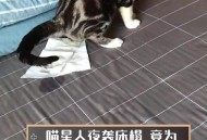 制止乱喊乱叫遭群殴,小猫坐立不安乱喊乱叫钻被子？