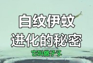 北方省出现白纹伊蚊,白纹伊蚊是害虫还是益虫？