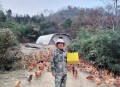 手机智能化高端化,智能化养鸡省时高效益吗。生态养鸡的趋势怎么样？