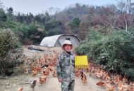 手机智能化高端化,智能化养鸡省时高效益吗。生态养鸡的趋势怎么样？