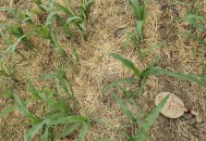 河南玉米收获季遇雨,玉米芽干了下雨还能出苗吗？