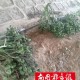 偷槟榔被店主狂追,商品克数与实际不符怎么处理？