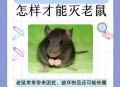 住全季半夜被老鼠咬,如果当你熟睡时,有老鼠爬上你的床，它会咬你吗？