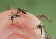 秋蚊子最爱咬5类人,秋天的蚊子为啥咬人厉害？