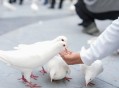 广场放飞鸽子到家了,广场放飞鸽子到家了怎么办