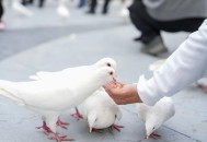 广场放飞鸽子到家了,广场放飞鸽子到家了怎么办