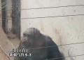 女拳击手教猩猩抽烟,女拳击手教猩猩抽烟视频