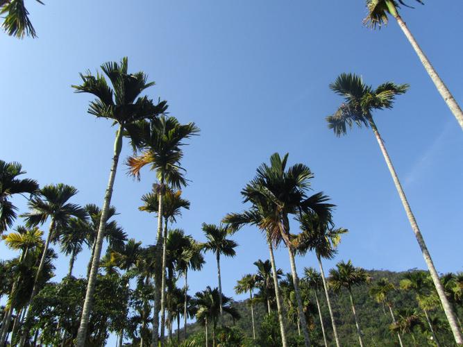 游客三亚被蛇咬身亡,三亚被蛇咬了