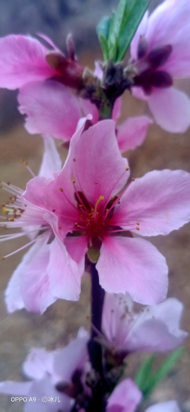 西子电梯总裁坠亡,春春天是桃花盛开的季节。你知道多少有关赞美桃花的诗词吗？