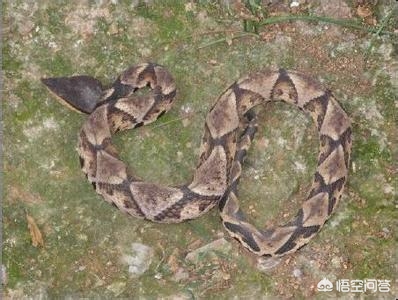 被蛇咬两年仍后遗症,被邻居家狗咬了需要后遗症协议吗？