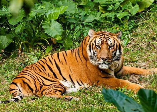 熊闯入家中上桌偷吃,玉米地里的熊什么意思? 熊闯入家中上桌偷吃,玉米地里的熊什么意思?