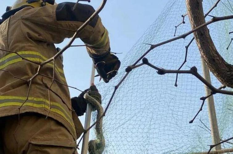 小区惊现2米滑鼠蛇,小区惊现2米滑鼠蛇什么意思