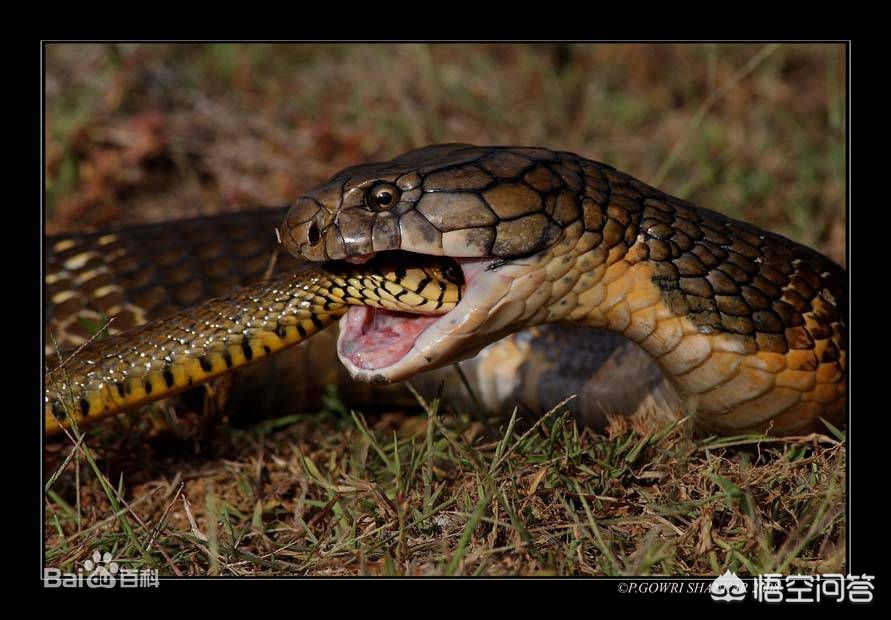 小区惊现2米滑鼠蛇,小区惊现2米滑鼠蛇什么意思 小区惊现2米滑鼠蛇,小区惊现2米滑鼠蛇什么意思