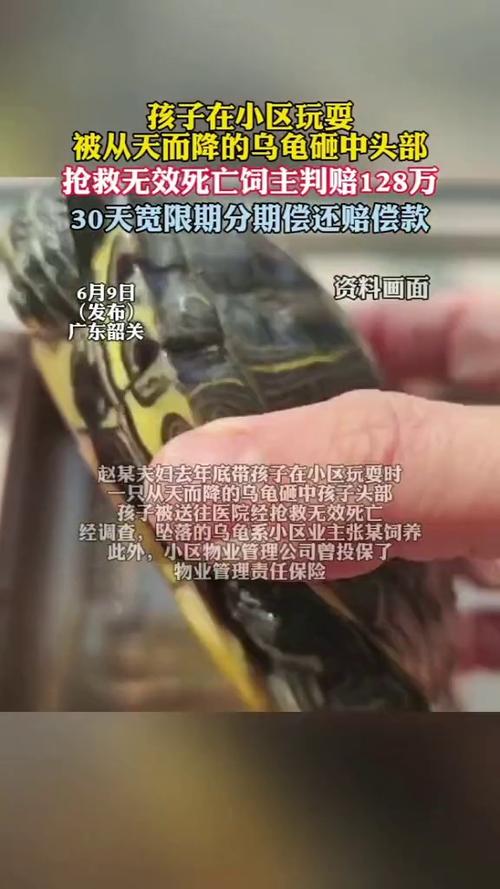 小孩被天降乌龟砸死,被天上掉下来的乌龟砸死的人