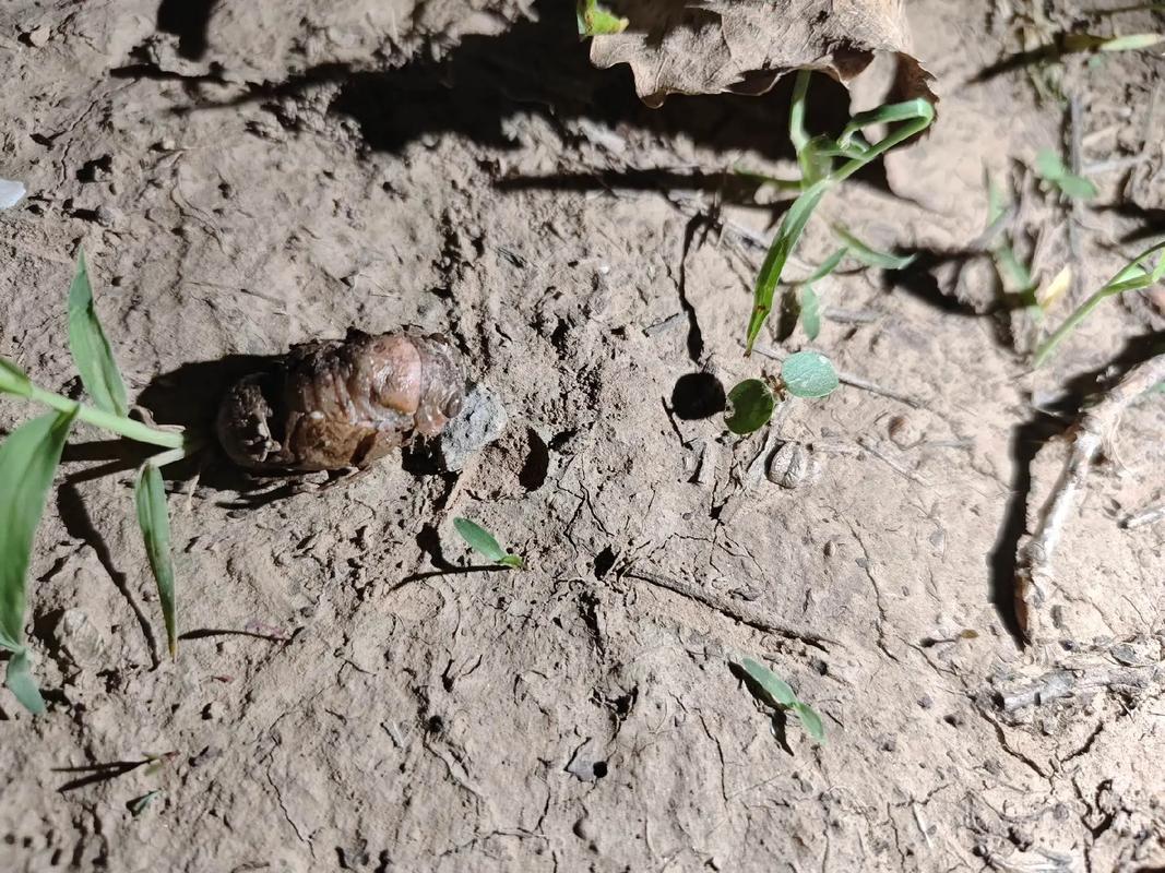 抓知了一天净赚2000,一亩知了龟的利润?