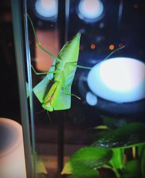 误杀邻居宠物螳螂,杀螳螂最有效的方法?