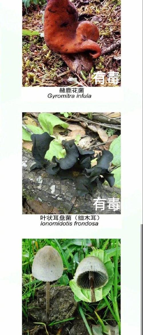 辟谣7人吃菌被毒死,辟谣7人吃菌被毒死视频