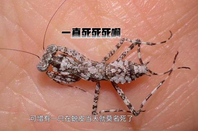 误杀邻居宠物螳螂,误杀邻居宠物螳螂视频