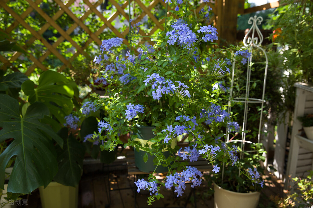 今年三伏只有30天,今年三伏只有30天吗为什么 今年三伏只有30天,今年三伏只有30天吗为什么