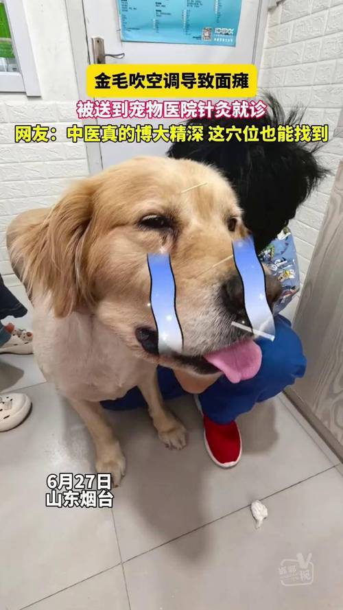 金毛疑蹭空调被打死,金毛夏天不吹空调会热死吗?