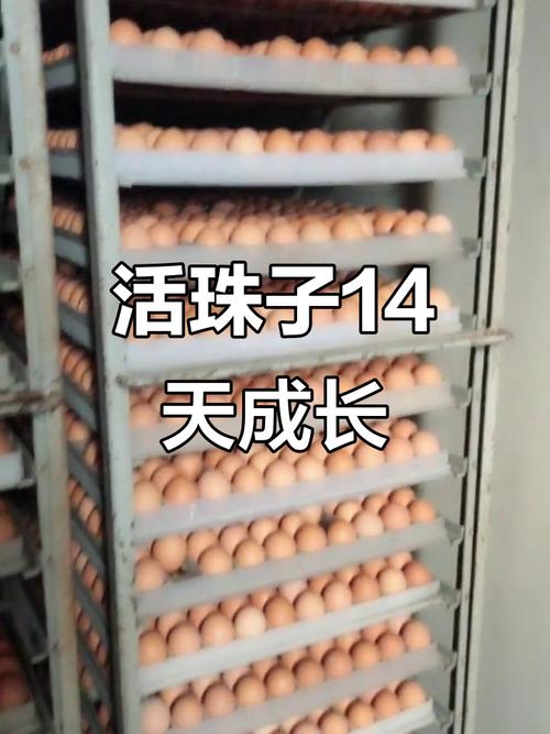 3箱活珠子孵出小鸡,活珠子用多少温度孵化?