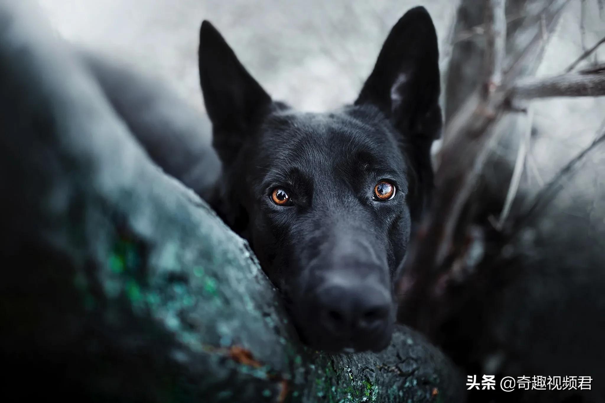 男童被犬只撕咬下体,就黑衣女子不牵狗绳子，狗咬伤男子下体，你怎么看？