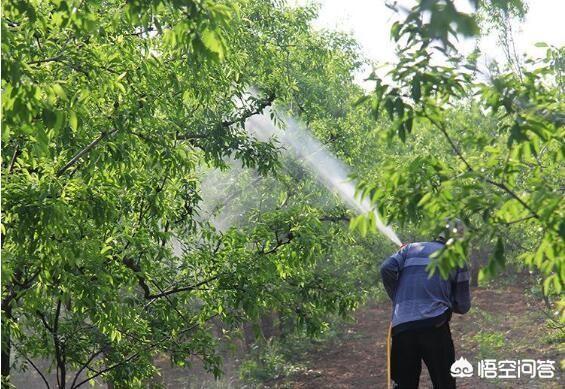 游客采食蘑菇中毒,如果游客偷吃果农的水果中毒死了,果农需要赔偿吗?有什么法律依据吗? 游客采食蘑菇中毒,如果游客偷吃果农的水果中毒死了,果农需要赔偿吗?有什么法律依据吗?