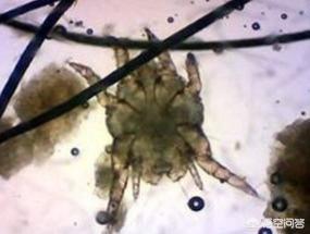 上万蜜蜂进家里筑巢 ,蜜蜂进家里筑巢好吗