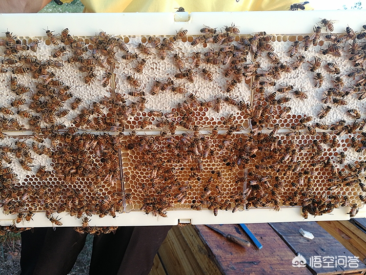 儿童遭蜂群蜇伤身亡,儿童遭蜂群蜇伤身亡怎么办 儿童遭蜂群蜇伤身亡,儿童遭蜂群蜇伤身亡怎么办