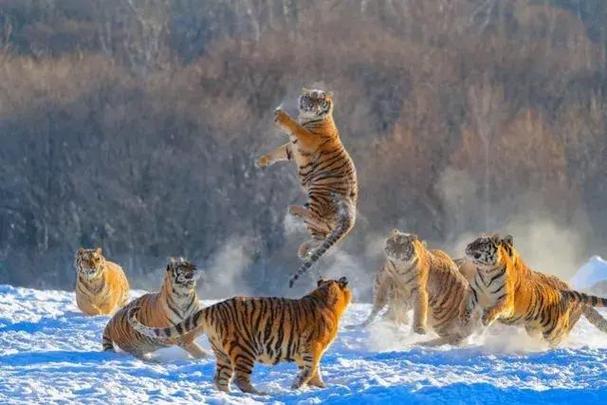 一月2次袭击中国游客,在北京延庆八达岭野生动物园内,老虎袭击游客,怎么看待这件事故的责任归属?