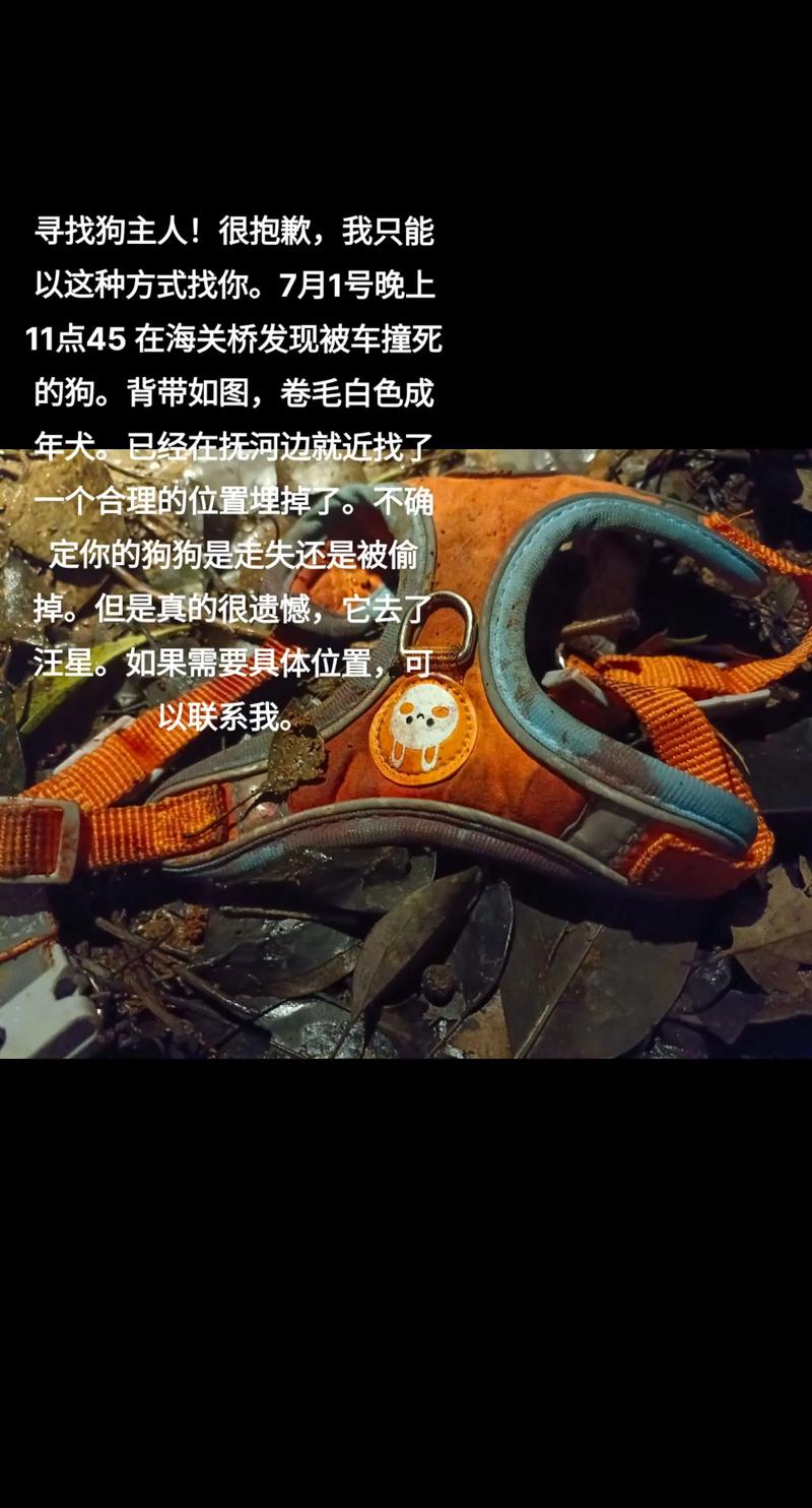 走失小狗等主人8小时,如果捡到一条走失的宠物狗,联系到主人后,狗又逃走了,该怎么办?需要赔偿吗?