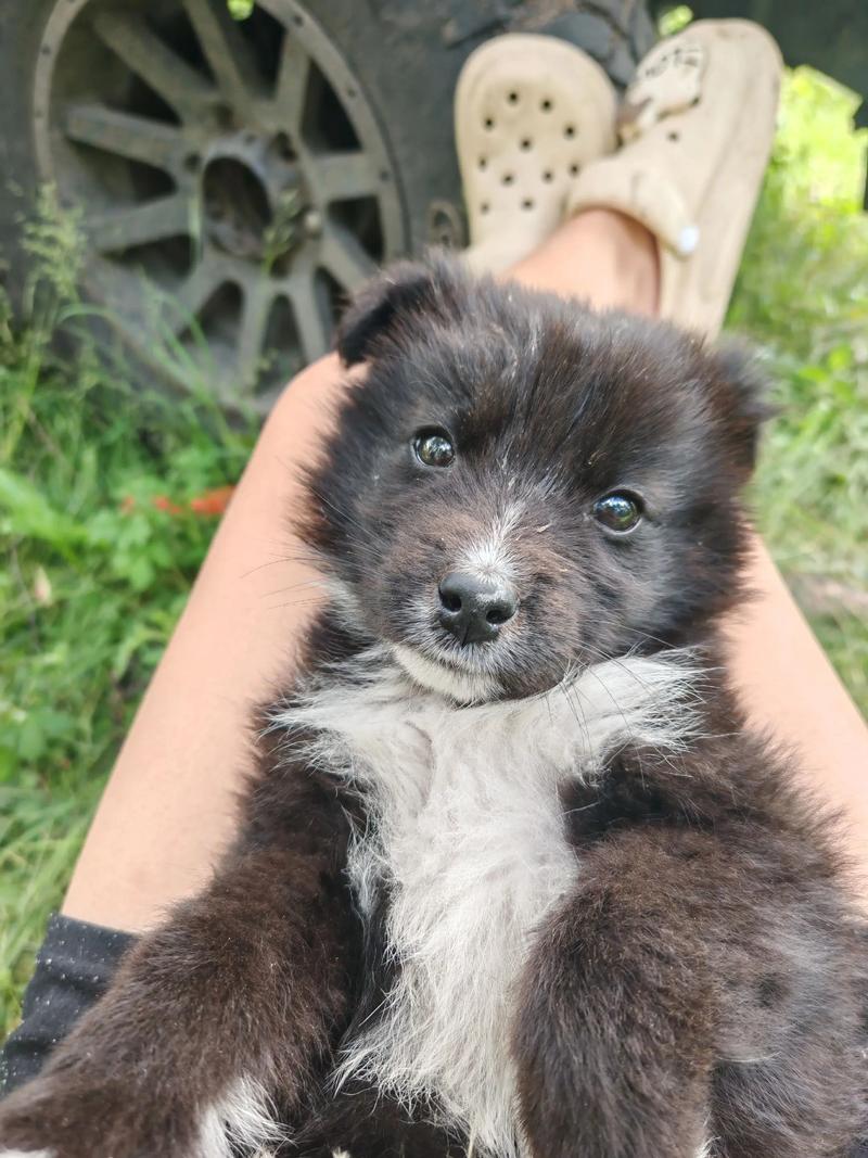 走失小狗等主人8小时,养了十年的狗狗突然失踪了,请问狗会不会被着主人死呢?