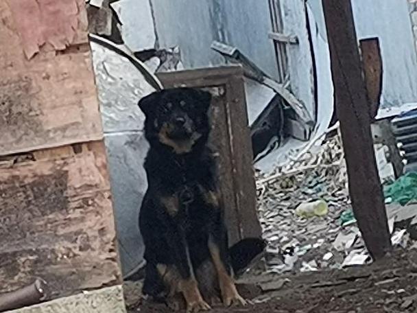 走失小狗等主人8小时,为什么泰国总有走失的狗狗在路边等主人好几年?